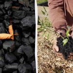 4 nečekané způsoby využití dřevěného uhlí na zahradě