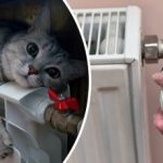 Bez radiátorů a zásuvek: jeden chytrý trik vytopí opravdu celý