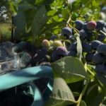 Borůvky vydrží každý mráz: zahradník prozradil hlavní tajemství podzimní péče