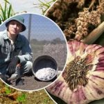 Česnek poroste jako kvasnice: jak připravit záhony na podzim Česnek poroste jako kvasnice: jak připravit záhony na podzim