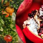 Jak pěstovat „ovoce bohů“ na obyčejném parapetu: návod krok za