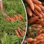 Jak poznat, kdy je mrkev zralá – nejlepší dny pro