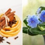 Jak rozkvetou i "tyčinky": osvědčené hnojivo ze tří složek Jak rozkvetou i „tyčinky“: osvědčené hnojivo ze tří složek