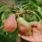 Jak správně prořezat hrušeň, abyste měli velkou úrodu: tipy zahrádkářů