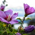 Jak správně prořezávat ibišek, abyste získali bujný keř Jak správně prořezávat ibišek, abyste získali bujný keř