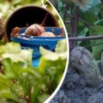 Jednoduchá akce v srpnu: zahradník se podělil o to, jak