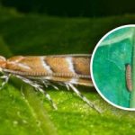 Nová invaze škůdců na je naše země: 80 % plodin