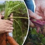 Příznivé dny: kdy okopávat mrkev a červenou řepu podle lunárního