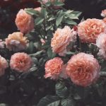 Růže v zimě: kdy začít s prořezáváním a zakrýváním růžových