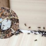 Sbohem, otravní škůdci: jak se zbavit mravenců jednou provždy Sbohem, otravní škůdci: jak se zbavit mravenců jednou provždy