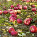 Shnilá jablka nejsou hnojivo: 4 důvody, proč by se zkažené