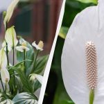 Spathiphyllum bude kvést roky, pokud ho na podzim nebudete pěstovat