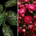 Tři pokojové rostliny, které přitahují škůdce do vašeho domova