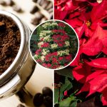 „Vánoční hvězda“ bude zářit ještě jasněji: jak krmit poinsetie kávou