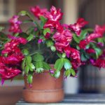 Vánoční kaktus bude kvést znovu a znovu: hlavní pravidla péče