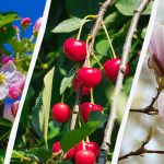 Zahradníci jmenovali 8 stromů, které by se na podzim neměly