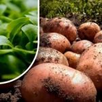 Země bude jako chmýří: zahradník radí, co zasít po sklizni