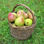 Jak pěstovat hrušku v interiéru: odborníci odhalili tajemství sladkých plodů